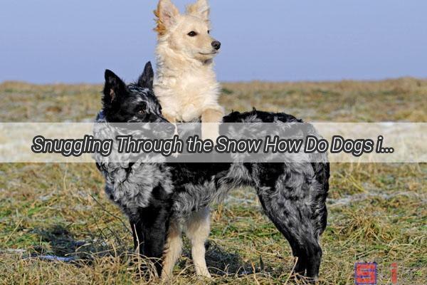 Snuggling Through the Snow How Do Dogs in Northeast China Survive the Cold